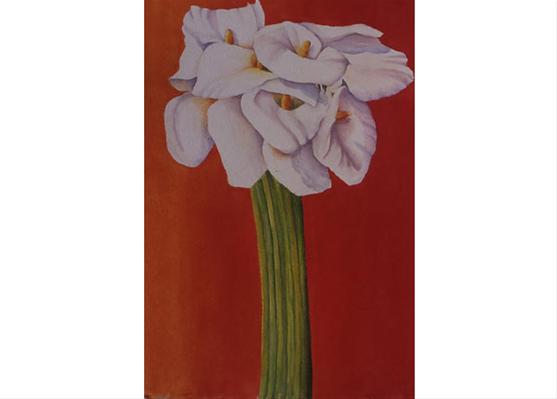Calla Lilies