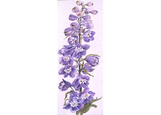 Delphinium