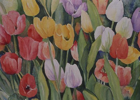 Field of Tulips