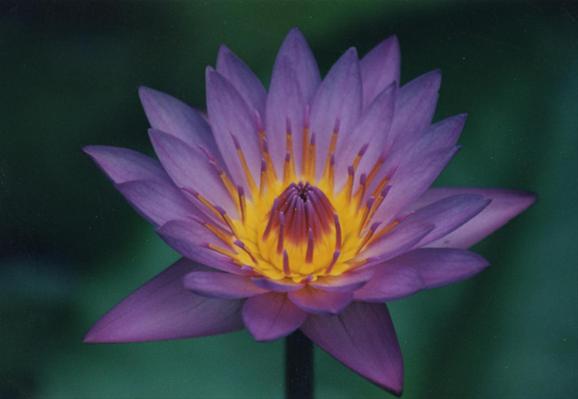 Pond Lily