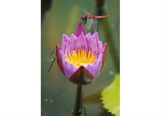 Dragonfly