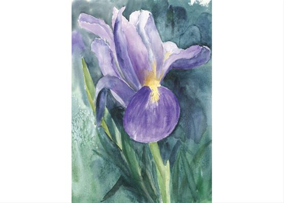Single Purple Iris