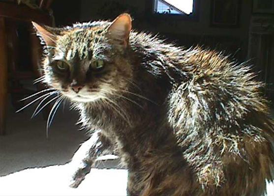Wet Cat