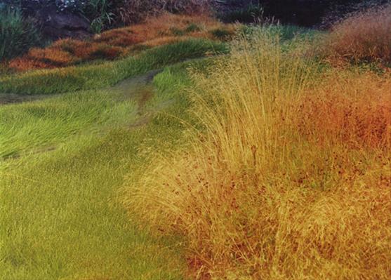 Grass