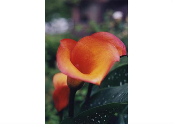 Orange Calla Lily