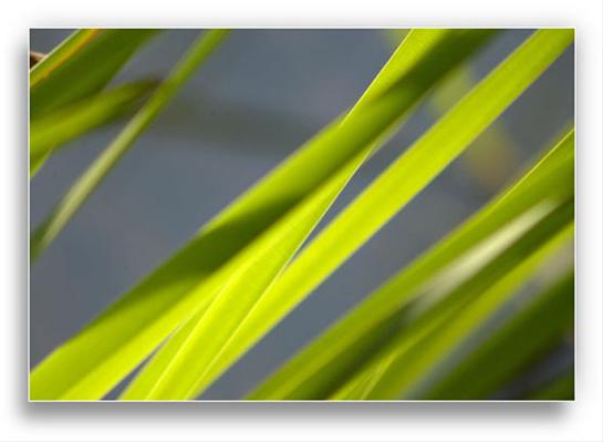 Marsh Grass