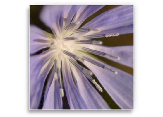 Chicory