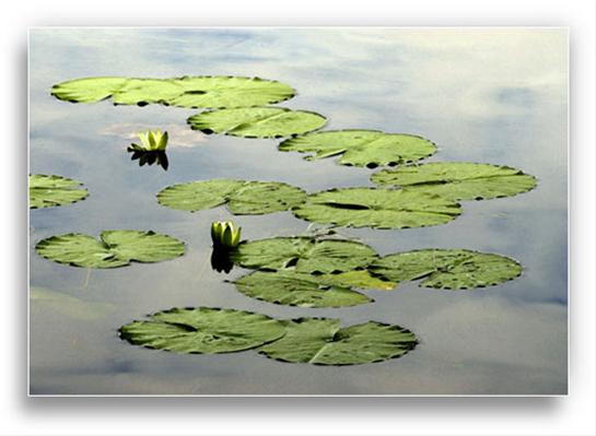 Lily Pads