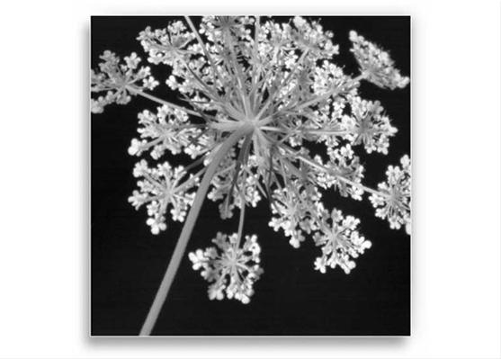 Queen Anne's Lace