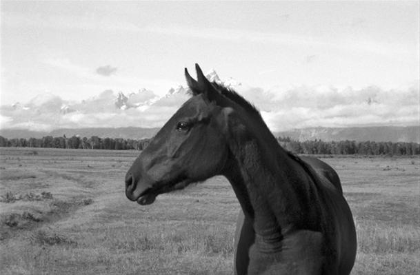 Horse with No Name