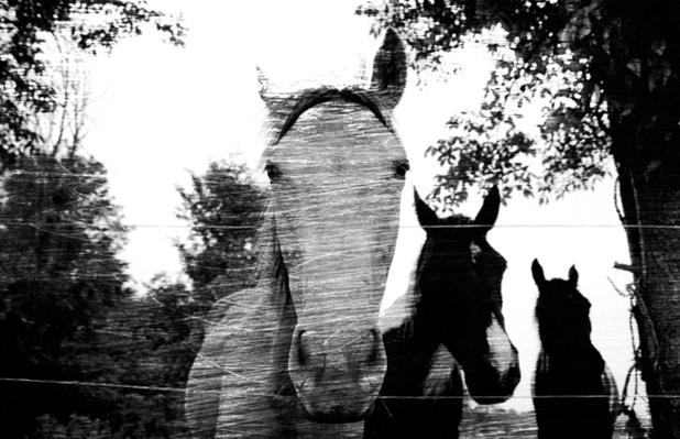 Horse Tales