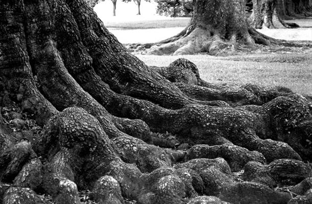 Louisiana Roots