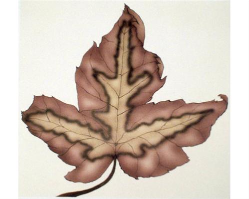 Maple Leaf