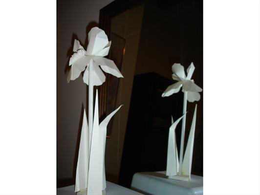 New Bloom (Iris)