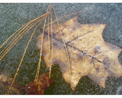 Frozen Foliage