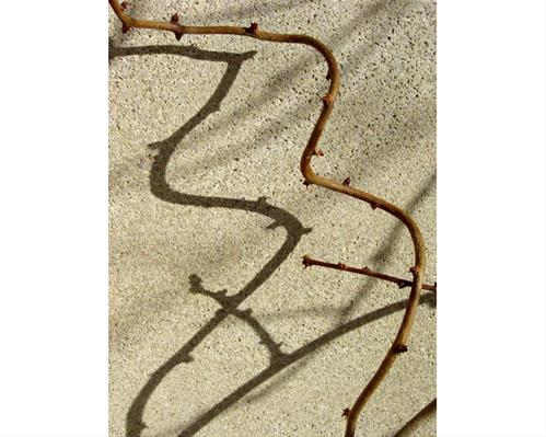 Winter Vine Shadows