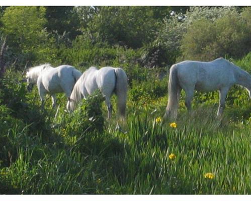 White Horses Ireland