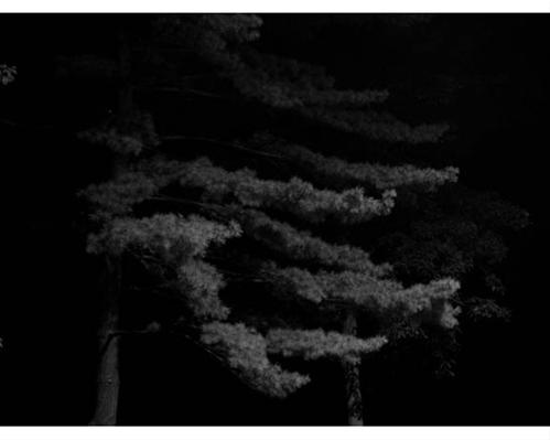 Tree 2