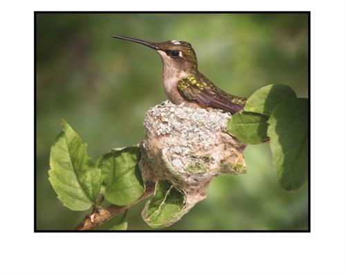 Hummingbird in Nest