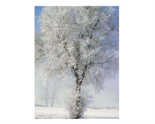 Jack Frost During Busy Season