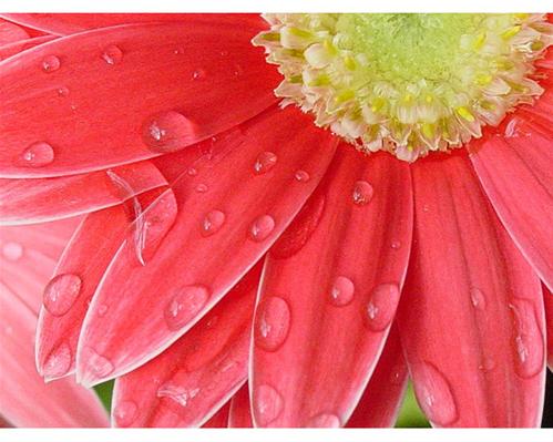 Gerbera Daisy