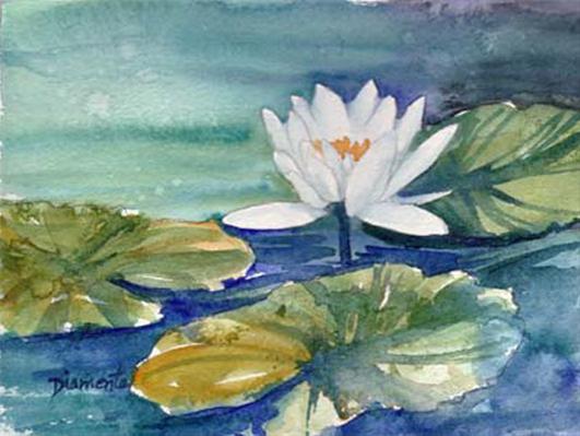 Waterlily