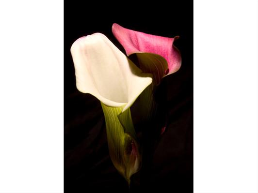 Lilies