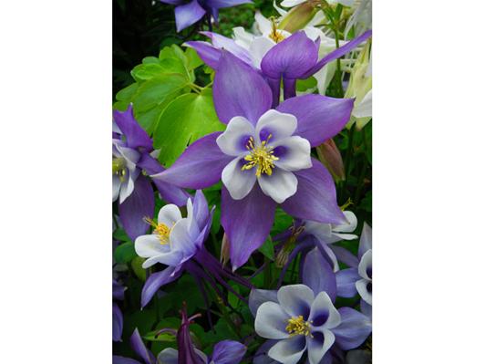 Columbine Perfection