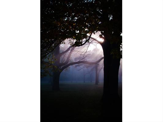 Fog