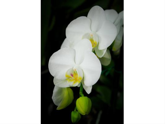 Orchid