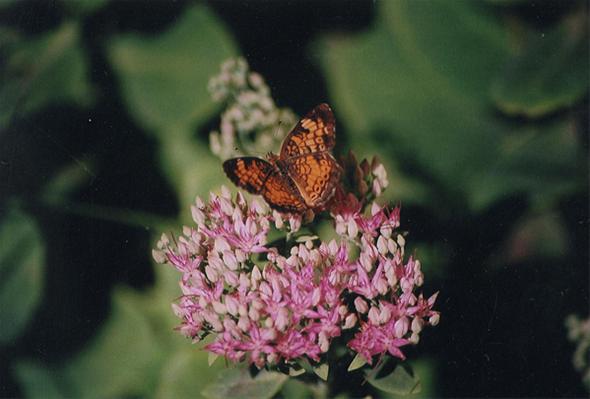 Natures Beauty