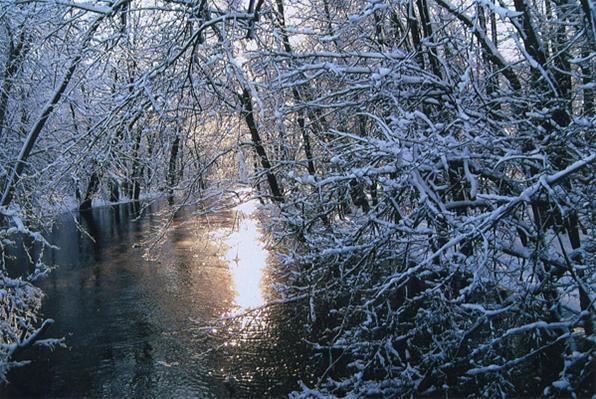 Winters Beauty