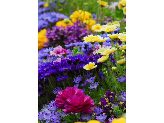 Carpet of Color