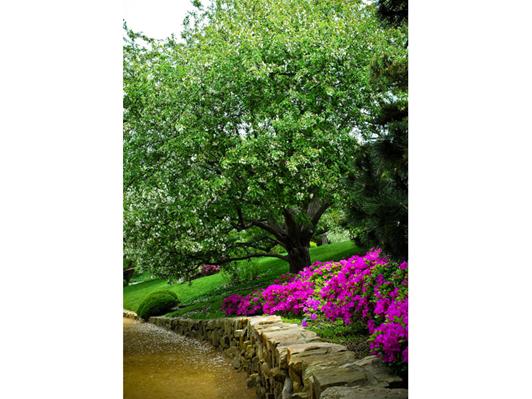 Japanese Garden
