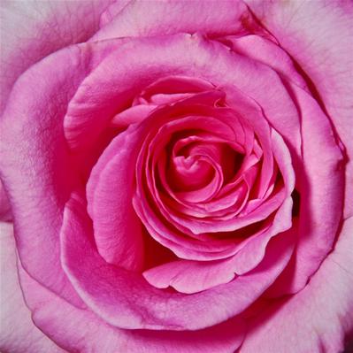 The Rose