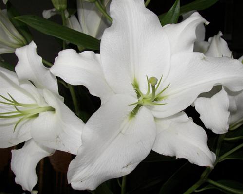 White Stargazer
