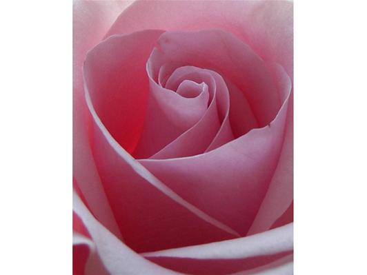 Pink Rose