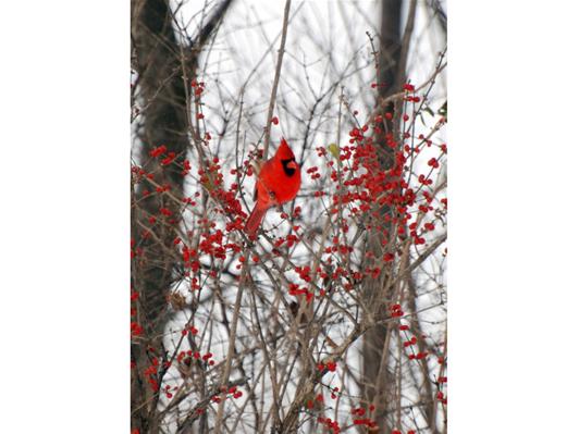 Cardinal