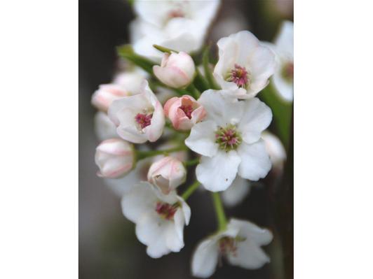 White and Pink Flowers 