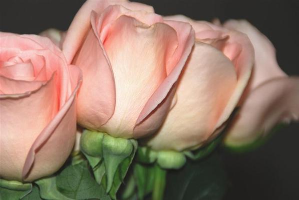 Roses