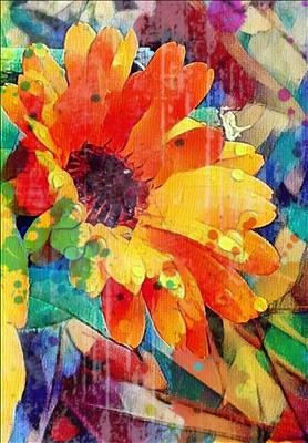 African Healing Daisy